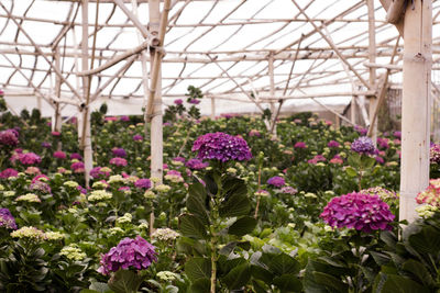 View of flowering plants in greenhouse