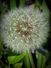 Close-up of dandelion flower