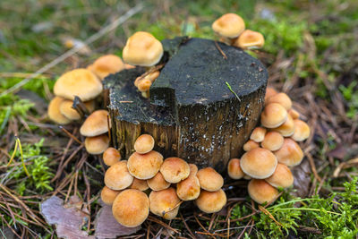 High angle view of mushrooms growing on field