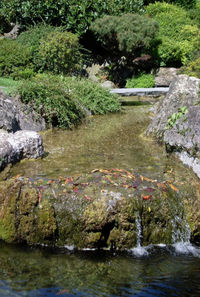 Stream flowing through rocks in forest