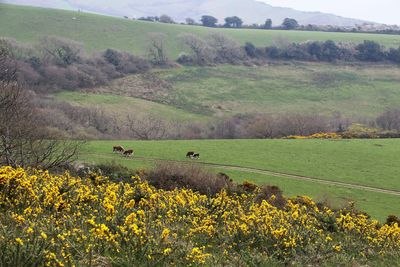 Scenic view of green landscape