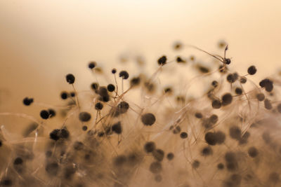 Close-up of fresh leaf