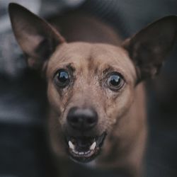 Close-up portrait of dog