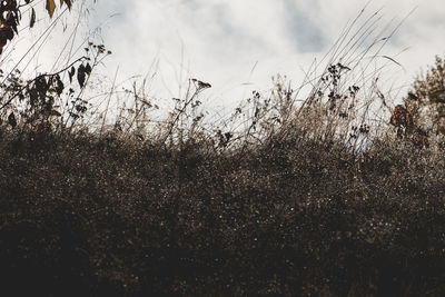 Plants on field against sky