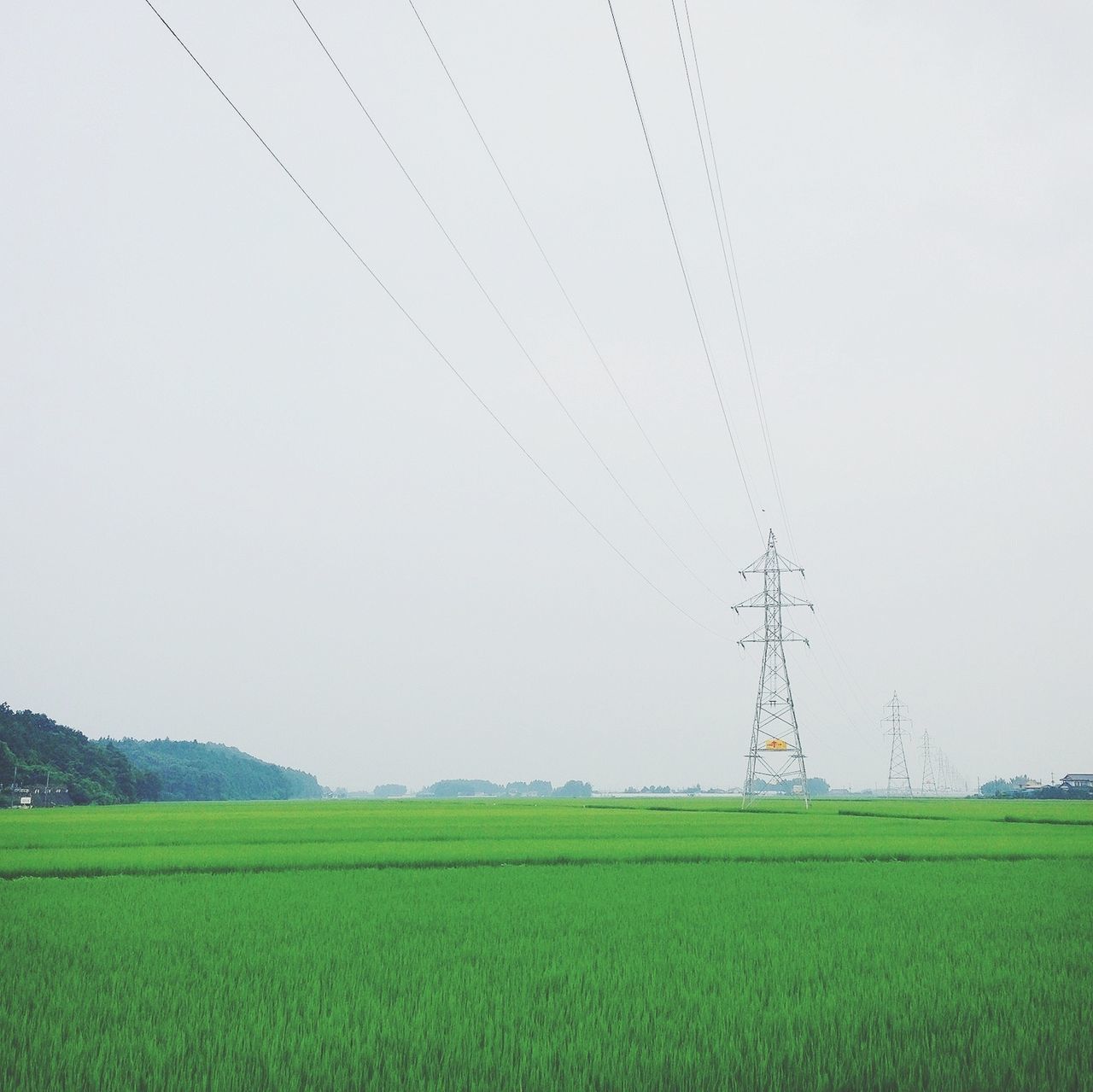 field, rural scene, agriculture, landscape, clear sky, fuel and power generation, farm, growth, tranquil scene, nature, power line, tranquility, crop, copy space, beauty in nature, cultivated land, electricity pylon, green color, grass, scenics