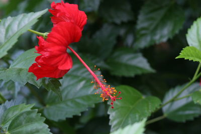 Close-up of red flowers