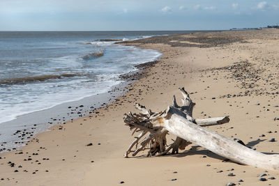 Driftwood on beach against sky