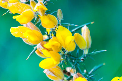 Close-up of yellow flowers blooming outdoors