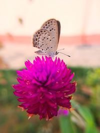 Close-up of butterfly pollinating on pink flower