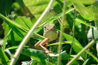 Close-up of lizard on plant