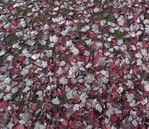 Full frame shot of pink flowers