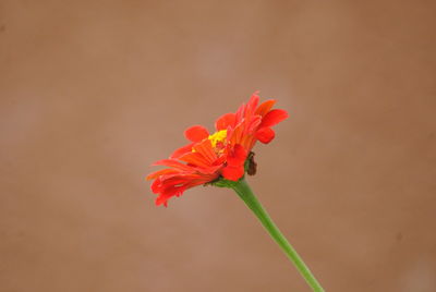 Close-up of red flower against orange sky