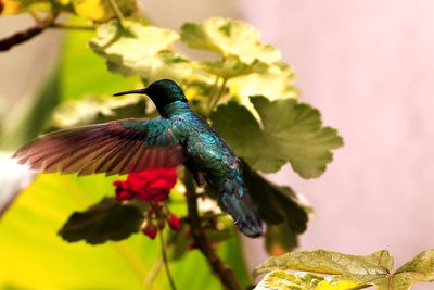 Hummingbird flying by plants