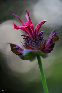 Close-up of pink flowers