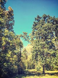 Low angle view of trees against clear blue sky