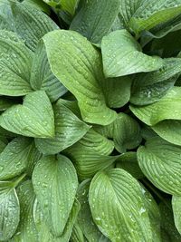 Full frame shot of wet leaves