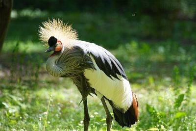 Grey crowned crane on grassy field