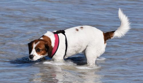 Dog on the beach