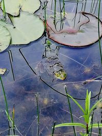 High angle view of plants floating on lake