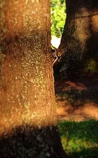 Close-up of tree trunk