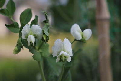 Close-up of white flowering plant