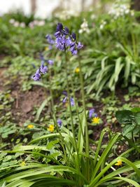 Close-up of purple flowering plant on field