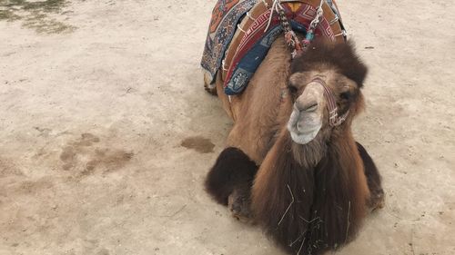 High angle view of camel resting in cappadocia