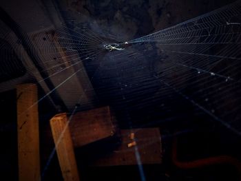 Close-up of spider web
