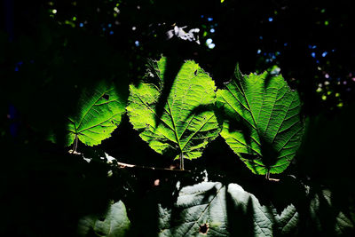 leaf