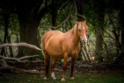 Horse standing in a field