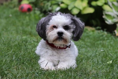 Portrait of puppy on field