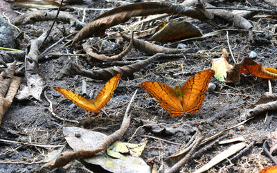 High angle view of dry leaves on field