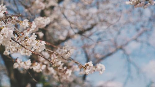 Close-up of cherry blossom