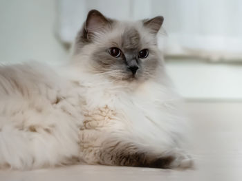 Close-up portrait of a cat