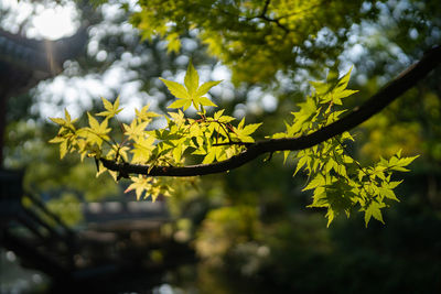 Close-up of yellow flowering plant