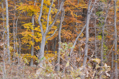 Pine trees in forest during autumn