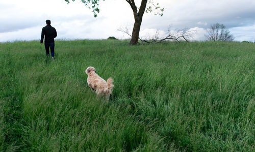 Dog following man through a tall grassy field on a spring day.