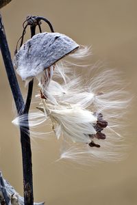 Close-up of common milkweed