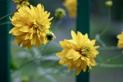 Close-up of yellow flowering plant