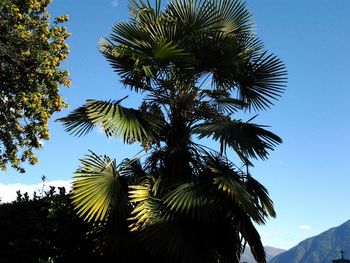 Low angle view of palm tree against clear sky