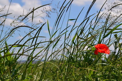 Close-up of poppy flowers blooming on field