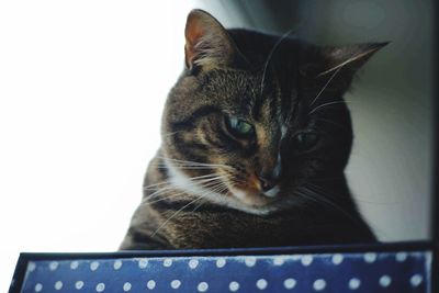 Close-up of cat