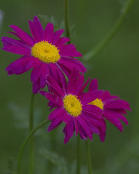 Close-up of cosmos flowers blooming outdoors