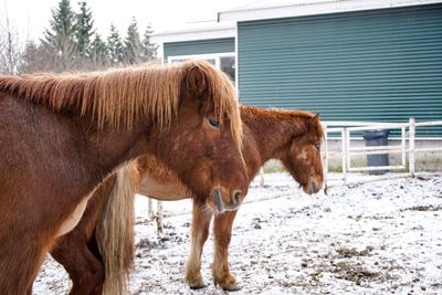 Horses standing by tree against sky