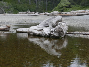 Close-up of lizard on tree by lake
