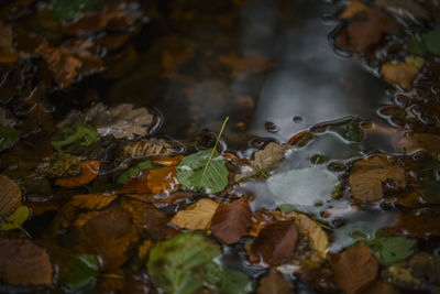 Close-up of autumn leaves in water