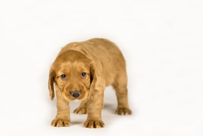 Portrait of a dog over white background