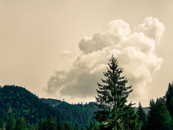 Low angle view of pine trees against sky