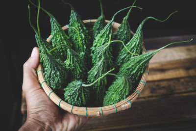 Close-up of hand holding bitter gourds