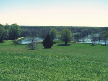 Trees on grassy field